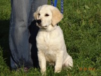 /album/fotogalerie/apollo-goldymate-jpg1/